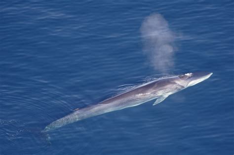 whale also called a finback